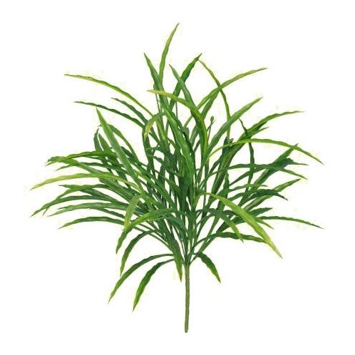 21" Bird Nest Grass x 9 Green Tideline Naturescapes