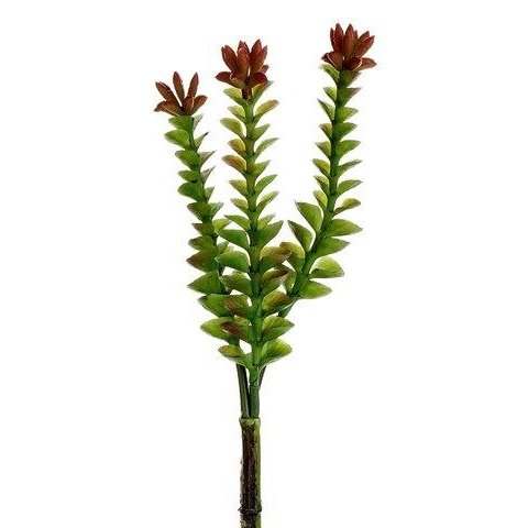 8" Crassula Pick Green Burgundy Tideline Naturescapes