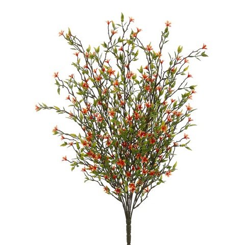 20" Wild Starflower Bush Orange Tideline Naturescapes