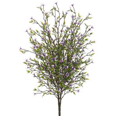 20" Wild Starflower Bush Purple Tideline Naturescapes