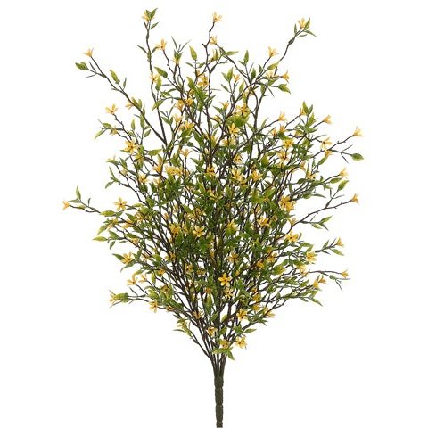 20" Wild Starflower Bush Yellow Tideline Naturescapes