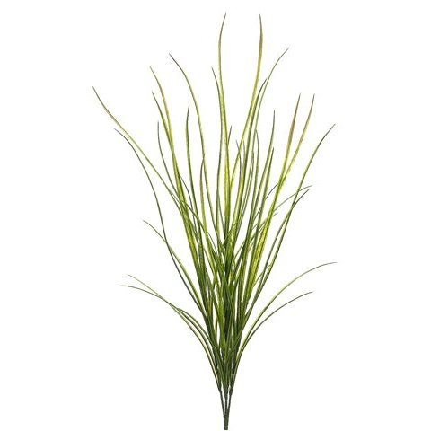 42" Tall Wild Grass Bush Green Tideline Naturescapes