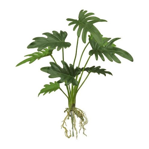 15.5" Sellum Philo Plant w/ Roots x 9L - Green Tideline Naturescapes