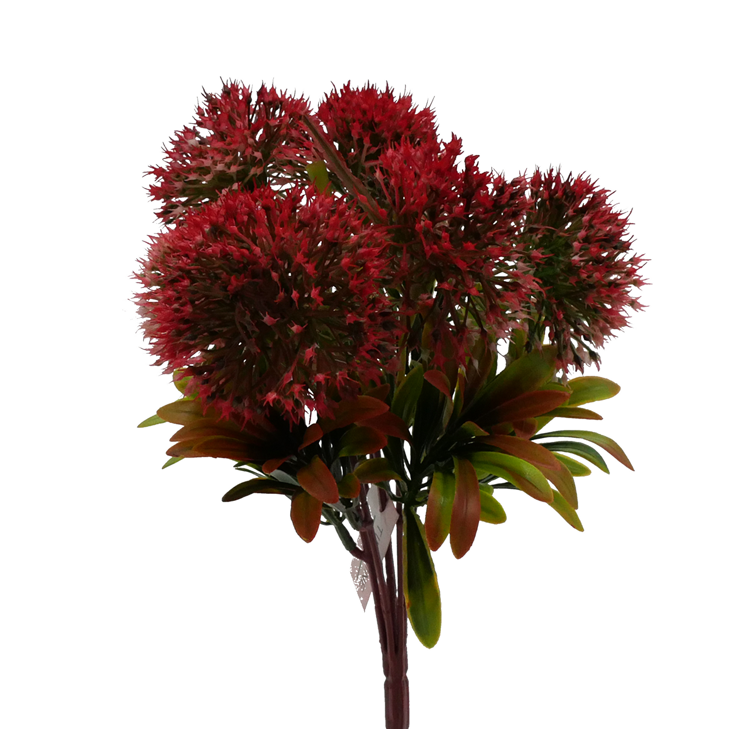 12" Bluebell Allium - RED Tideline Naturescapes