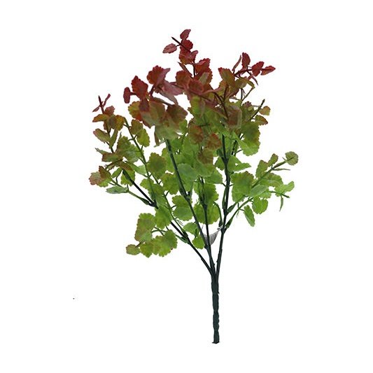 12" Fagus Bush - Red Tideline Naturescapes