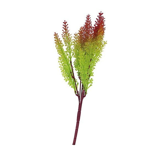 12" Maidenhair - Red Tideline Naturescapes