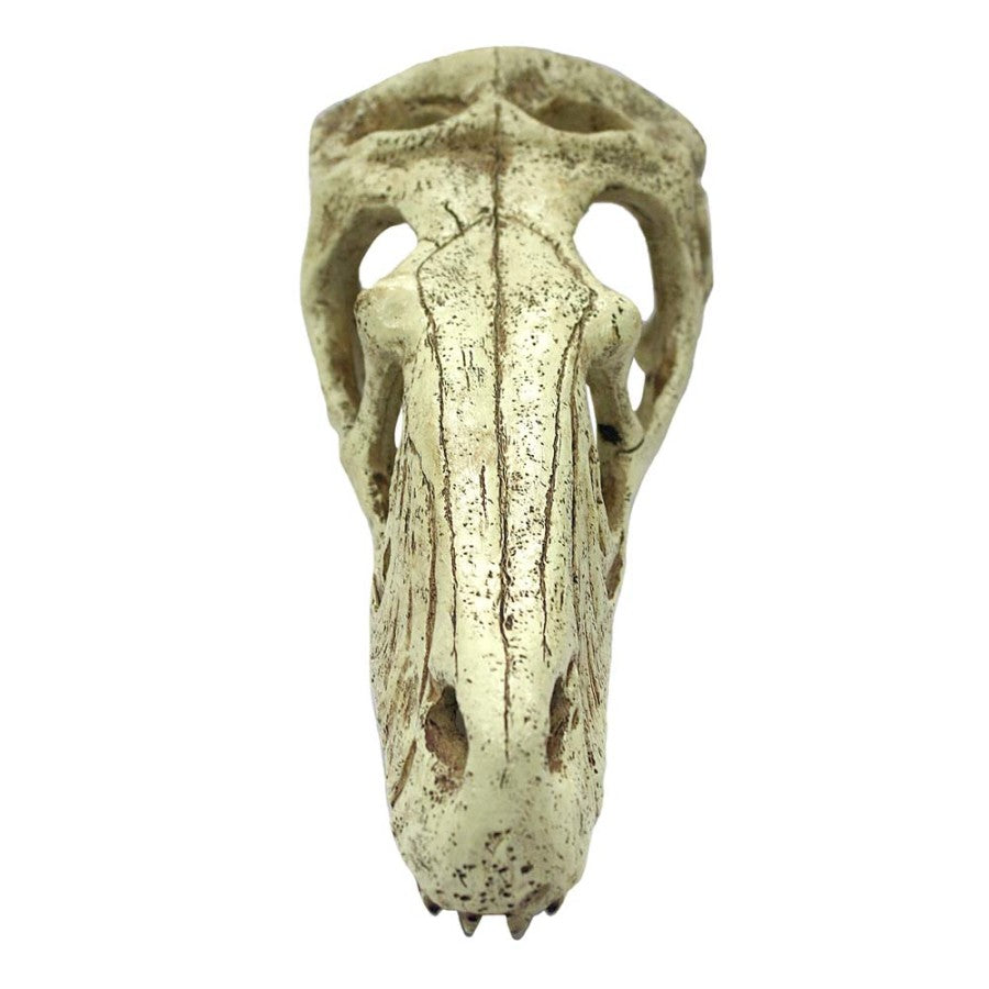 Komodo Raptor Skull Reptile Hideout Tan, 1ea/XL