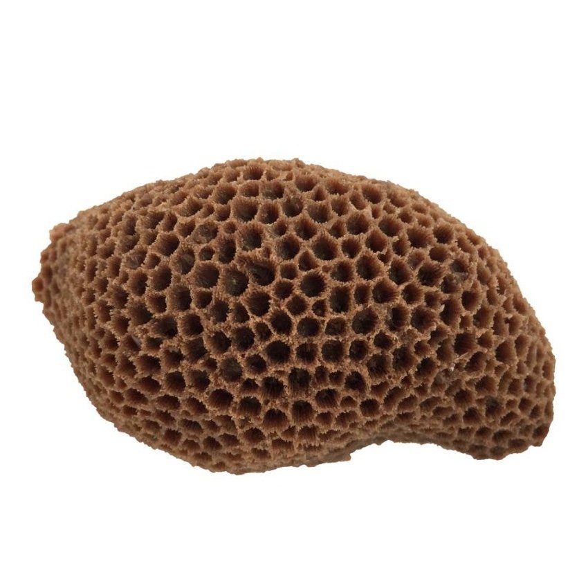 Weco Products South Pacific Coral Brain Ornament Brown, 1ea/MD