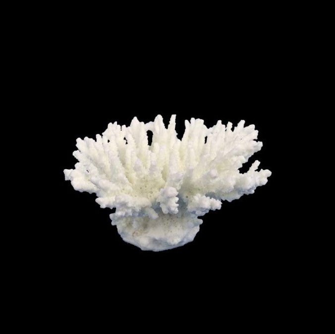 Weco Products South Pacific Coral Tabletop Ornament White, 1ea/XS