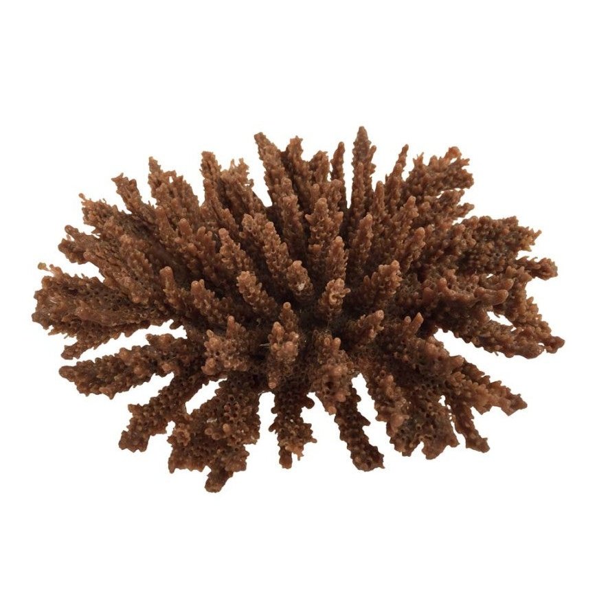 Weco Products South Pacific Coral Tabletop Ornament Brown, 1ea/SM