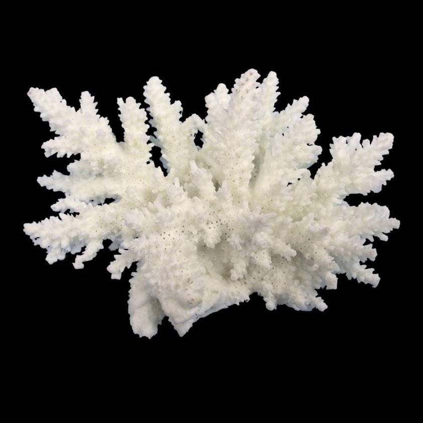 Weco Products South Pacific Coral Spiny Acorapora Ornament White, 1ea/SM