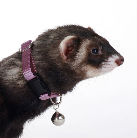 Marshall Pet Products Ferret Bell Collar Purple, 1ea/3/8 in