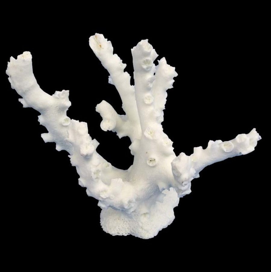 Weco Products South Pacific Coral Octopus Ornament White, 1ea/SM