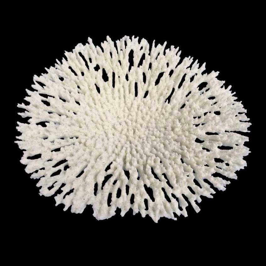 Weco Products South Pacific Coral Round Tabletop Ornament White, 1ea/LG