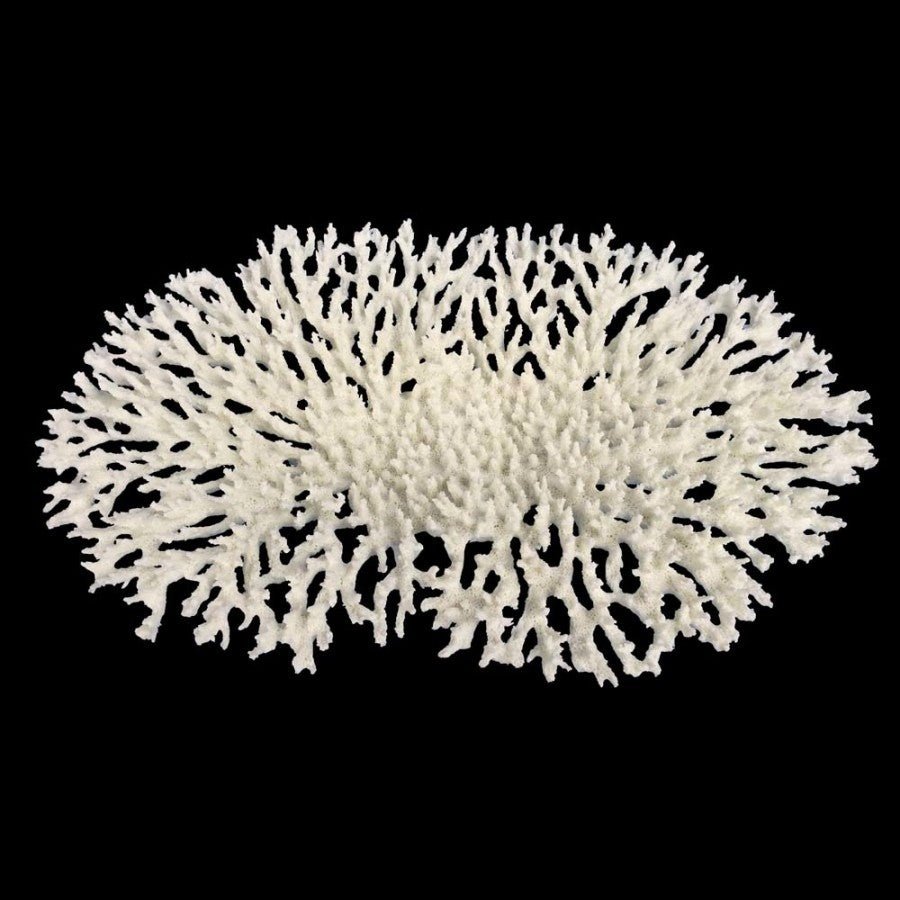 Weco Products South Pacific Coral Oval Tabletop Ornament White, 1ea/LG