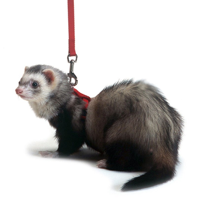 Marshall Pet Products Ferret Harness and Lead Set Red, 1ea